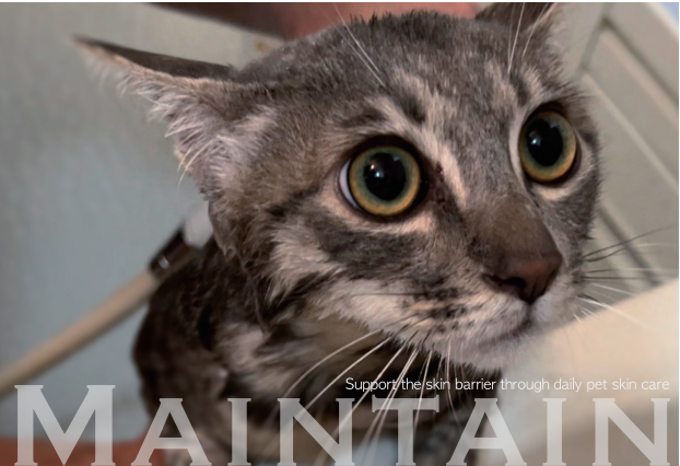 Mr. Suzuki’s Dry Shampoo for Cats, 8oz