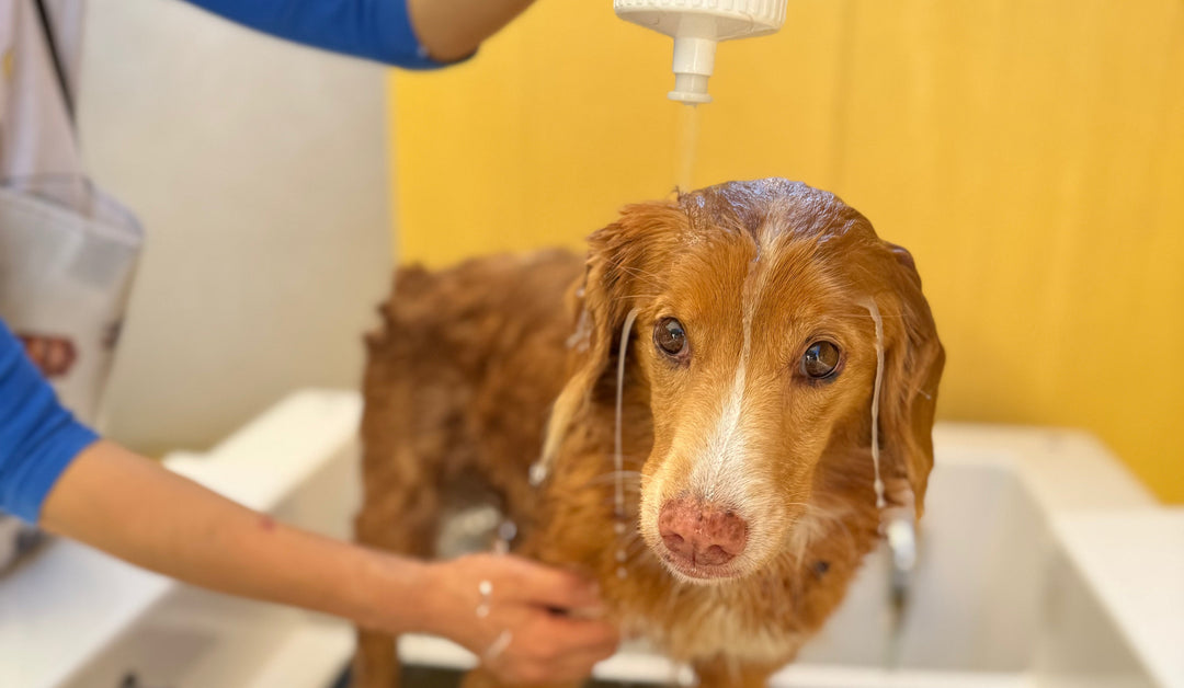 Why "Non-Foaming" Is the Ultimate Shift in Canine Holistic Skincare