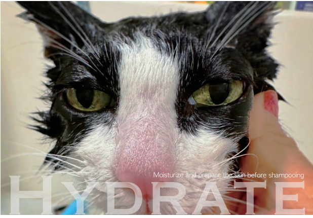 Mr. Suzuki's Deep Pre-Treatment for Cats