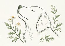 Listening to Your Dog’s Skin